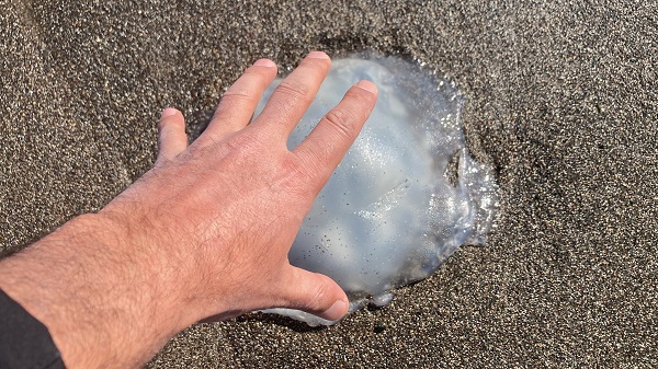 Foto - Mersin sahilleri istila edildi! 