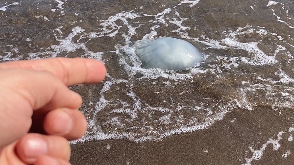 Mersin sahilleri istila edildi! 