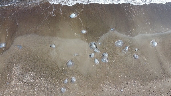 Foto - Mersin sahilleri istila edildi! 