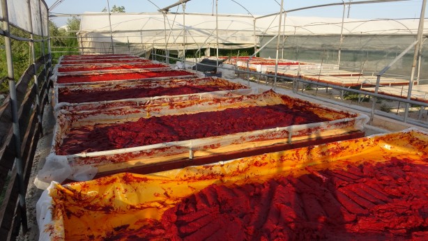 Mersin'de biber salçası üretimi başladı