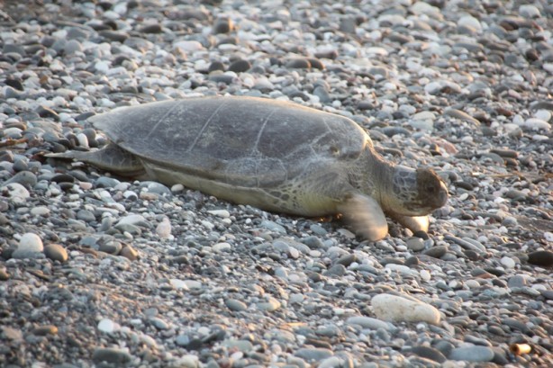 Foto - Mersin'de carettaların geldiği kumsala uyarı levhaları asıldı