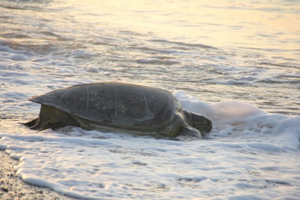 Foto - Mersin'de carettaların geldiği kumsala uyarı levhaları asıldı