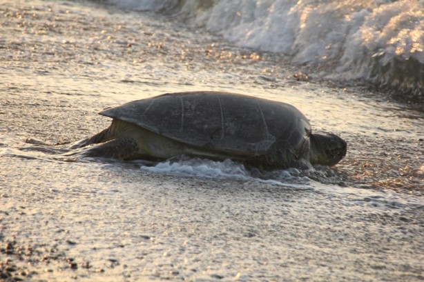 Foto - Mersin'de carettaların geldiği kumsala uyarı levhaları asıldı