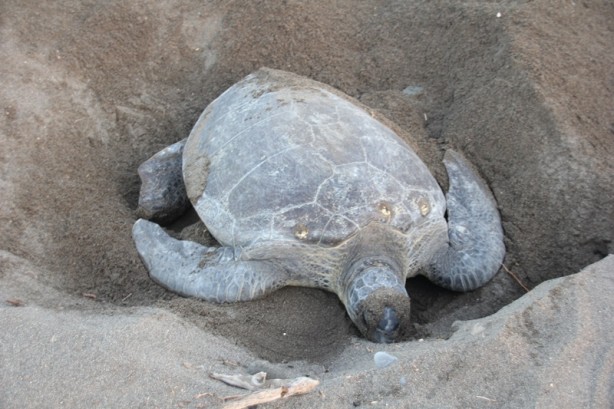 Foto - Mersin'de carettaların geldiği kumsala uyarı levhaları asıldı