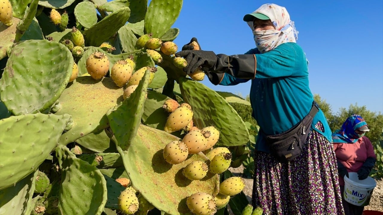 Mersin’de dikenli incir hasadı Toplaması çok zahmetli yemesi kolay