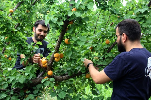 Mersin'de geliştirilen "Çağataybey" kayısısında bu sene verim yüksek