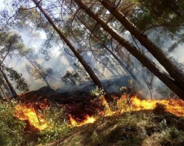 Foto - Mersin'de korkutan yangın! Bakan Pakdemirli'den yeni açıklama