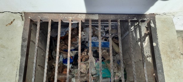 Foto - Mersin'de mazgaldaki 3 kedi yavrusu kurtarıldı