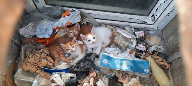 Mersin'de mazgaldaki 3 kedi yavrusu kurtarıldı