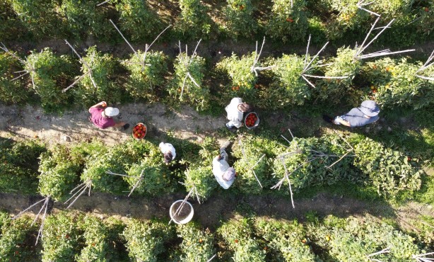 Mersin'de üretiliyor! Romanya, İspanya, Fransa ve İngiltere'den talep yağıyor