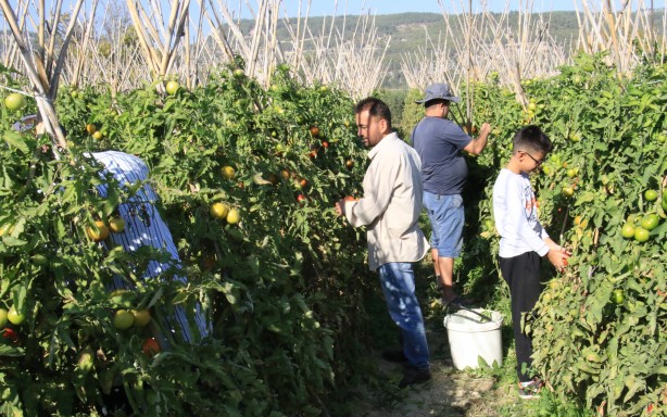 Foto - Mersin'de üretiliyor! Romanya, İspanya, Fransa ve İngiltere'den talep yağıyor