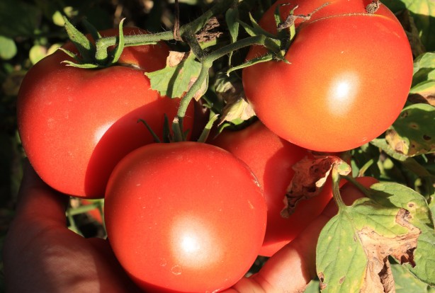 Foto - Mersin'de üretiliyor! Romanya, İspanya, Fransa ve İngiltere'den talep yağıyor