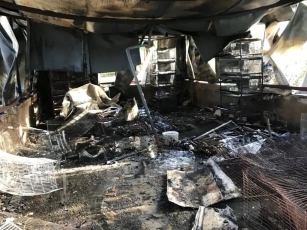 Foto - Mersin'de yangın faciası! Çok sayıda hayvan telef oldu