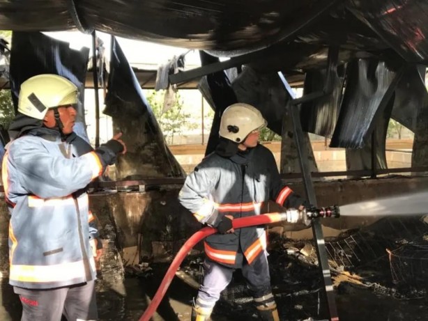 Mersin'de yangın faciası! Çok sayıda hayvan telef oldu