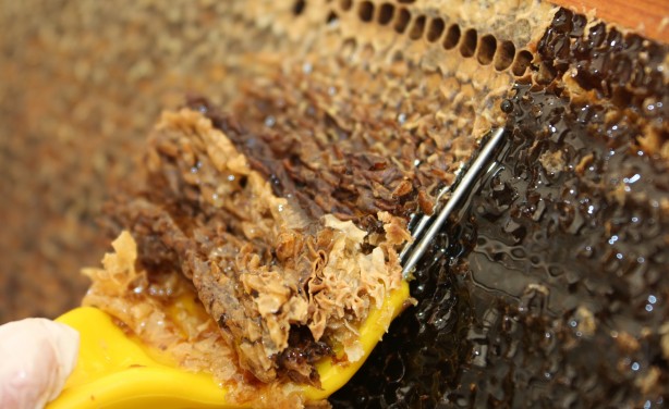 Mersin'den çıkıyor! Anti mikrobiyal olduğu tescillendi... Yurtdışında 500 dolara satıyorlar