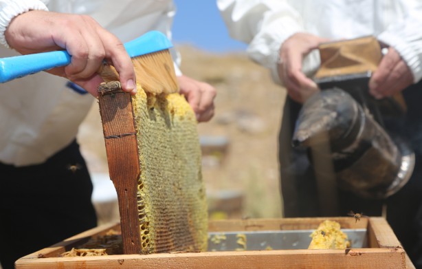 Foto - Mersin'den çıkıyor! Anti mikrobiyal olduğu tescillendi... Yurtdışında 500 dolara satıyorlar
