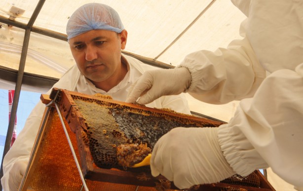 Foto - Mersin'den çıkıyor! Anti mikrobiyal olduğu tescillendi... Yurtdışında 500 dolara satıyorlar