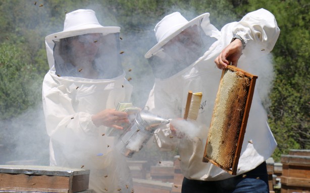 Foto - Mersin'den çıkıyor! Anti mikrobiyal olduğu tescillendi... Yurtdışında 500 dolara satıyorlar