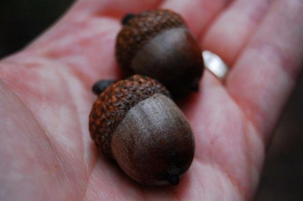 Foto - Meşe palamutlarından elde edilen muhteşem süslemeler