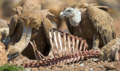 Foto - Mesele Fetö’nün sağlığı değil! Hala anlamadınız mı? Fetö’nün son videosunun gizli şifreleri