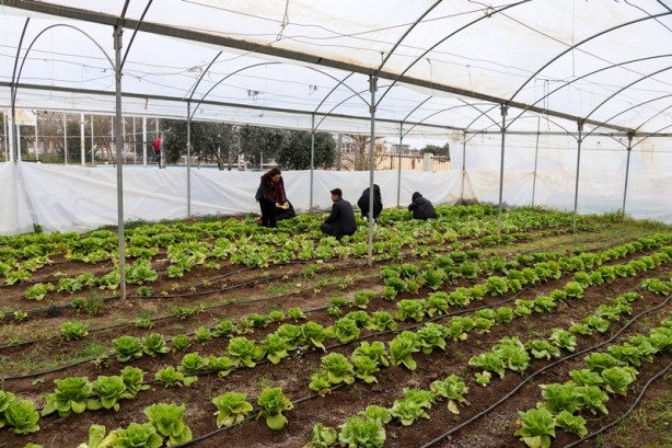 Meslek liseliler tarımı sebze yetiştirerek öğreniyor
