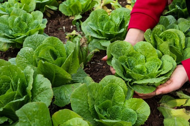 Foto - Meslek liseliler tarımı sebze yetiştirerek öğreniyor