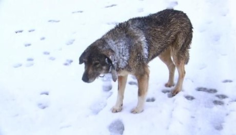 Foto - Meteoroloji uyarmıştı! İstanbul bembeyaz oldu