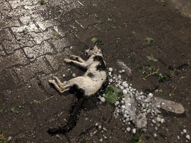 Foto - Meteorolojinin uyarılarının ardından yağışlar başladı! Sivas'ta ceviz büyüklüğünde dolu yağdı... Kabus yaşandı