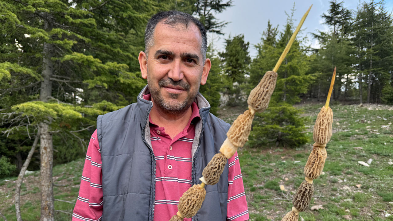 Foto - Mevsimi geldi toplamak için ormanlara koşuyorlar! Altın bulsalar bu kadar sevinmiyorlar