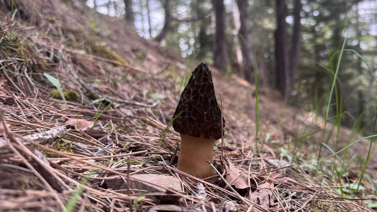 Foto - Mevsimi geldi toplamak için ormanlara koşuyorlar! Altın bulsalar bu kadar sevinmiyorlar