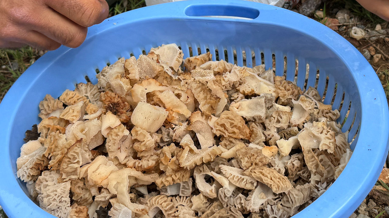 Foto - Mevsimi geldi toplamak için ormanlara koşuyorlar! Altın bulsalar bu kadar sevinmiyorlar