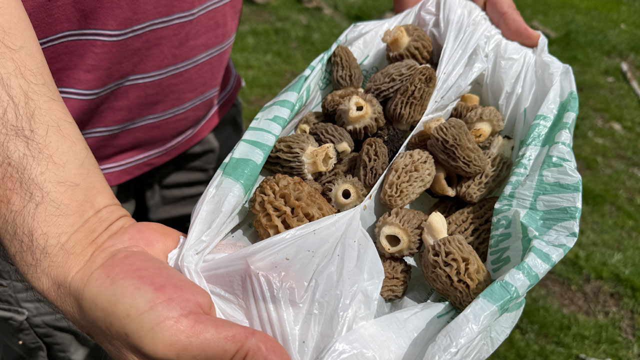 Foto - Mevsimi geldi toplamak için ormanlara koşuyorlar! Altın bulsalar bu kadar sevinmiyorlar