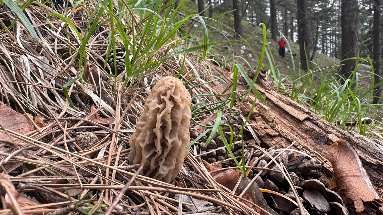 Mevsimi geldi toplamak için ormanlara koşuyorlar! Altın bulsalar bu kadar sevinmiyorlar