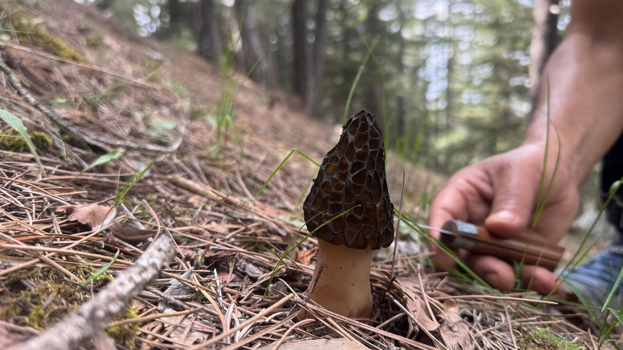Foto - Mevsimi geldi toplamak için ormanlara koşuyorlar! Altın bulsalar bu kadar sevinmiyorlar