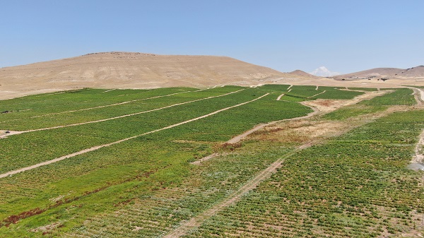 Foto - Mevsimlik işçilerin zorlu mesaisi