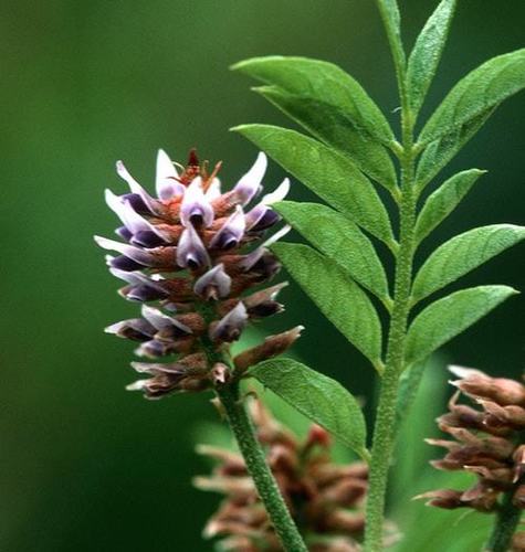 Foto - Meyan kökü hakkında dikkat çeken detay! Ramazanda tercih edilen içecek, 'Meyan şerbeti' nasıl yapılır?