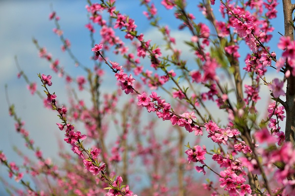 Foto - Meyve ağaçları erken açtı! Ortaya ise tabloluk manzara çıktı