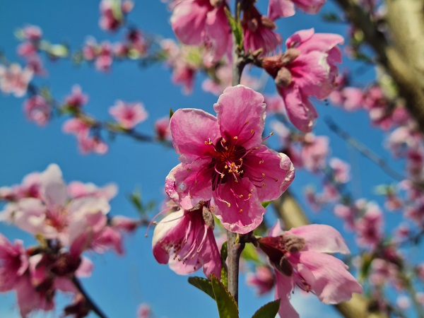 Foto - Meyve ağaçları erken açtı! Ortaya ise tabloluk manzara çıktı