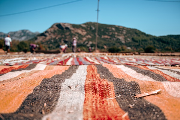 Foto - Meyve sebze değil! Milyonluk hasat başladı