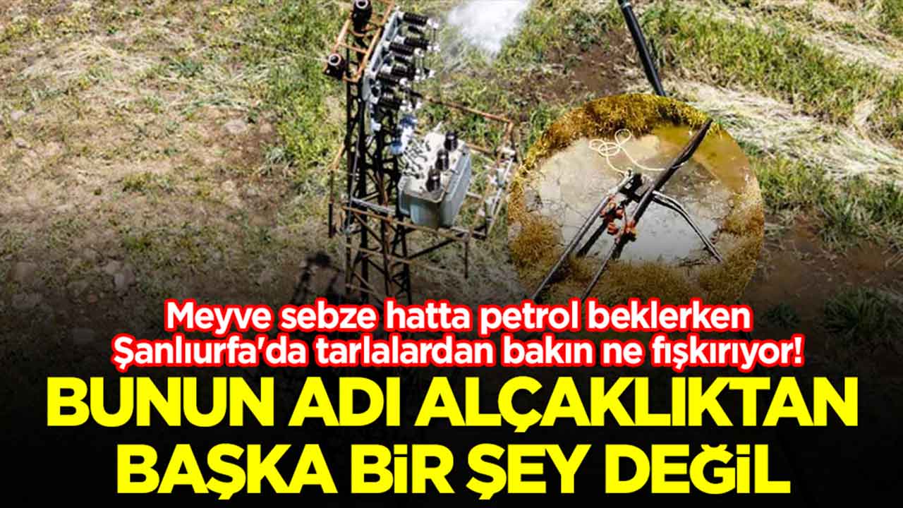 Meyve sebze hatta petrol beklerken Şanlıurfa'da tarlalardan bakın ne fışkırıyor: Bunun adı alçaklıktan başka bir şey değil