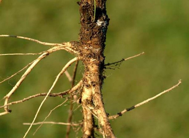 Foto - Meyve-sebzeler önceden böyle görünüyorlardı