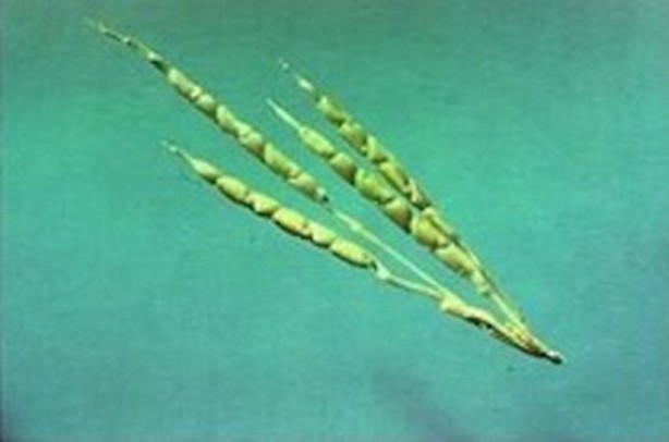 Meyve-sebzeler önceden böyle görünüyorlardı