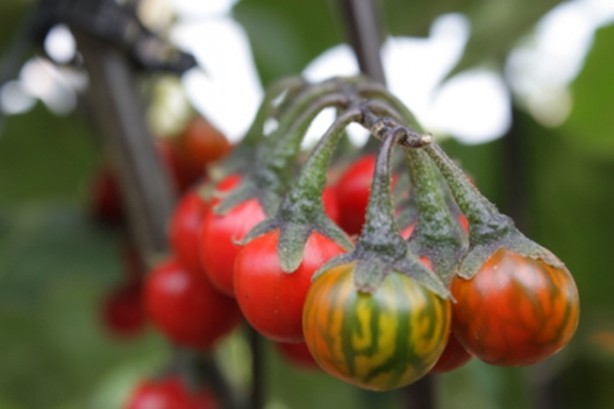 Foto - Meyve-sebzeler önceden böyle görünüyorlardı