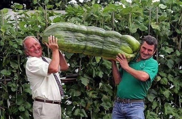 Foto - Meyve-sebzelerin boyutları şaşırtıyor!