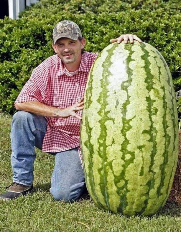 Foto - Meyve-sebzelerin boyutları şaşırtıyor!