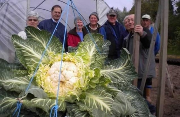 Foto - Meyve-sebzelerin boyutları şaşırtıyor!