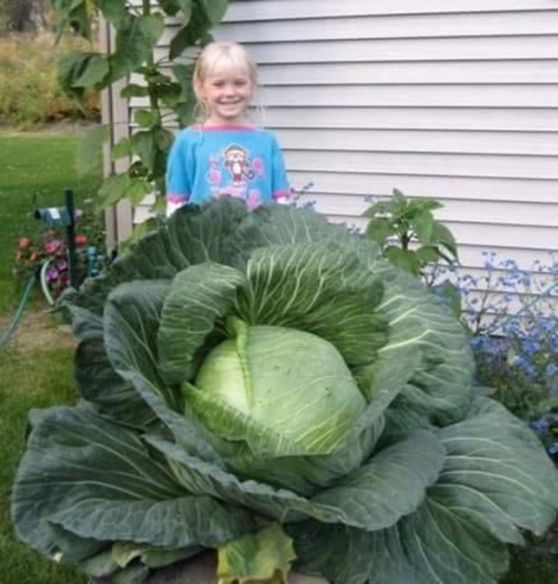 Foto - Meyve-sebzelerin boyutları şaşırtıyor!