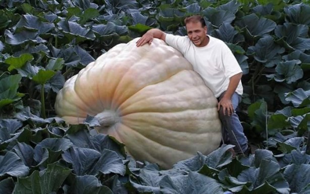 Foto - Meyve-sebzelerin boyutları şaşırtıyor!