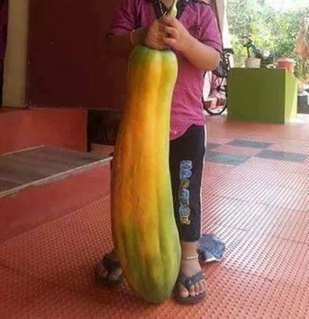 Foto - Meyve-sebzelerin boyutları şaşırtıyor!