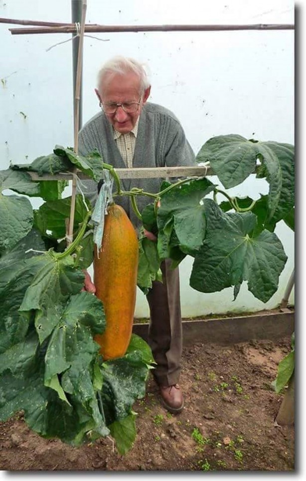 Foto - Meyve-sebzelerin boyutları şaşırtıyor!